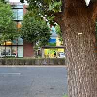 【東京】夏の白金台の銀杏並木