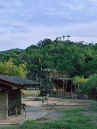 《台北》動物夏夏叫 暑假才能體驗的夜間活動-台北市立動物園