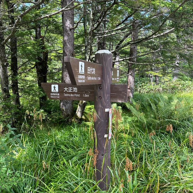 上高地 ｜大正池藍色的天堂