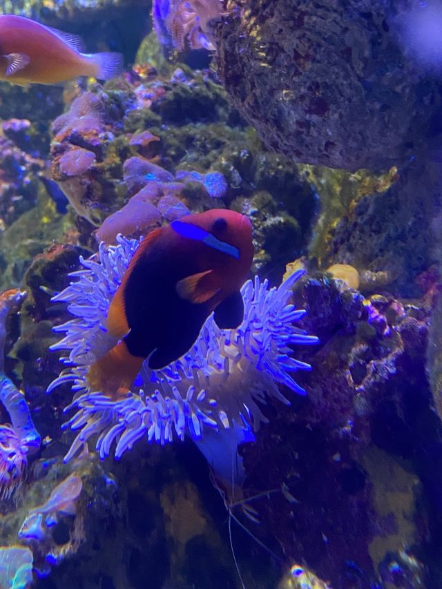 SEA LIFE Arizona Aquarium 🦈✨