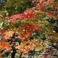 Autumn Foliage at Naejangsan National Park