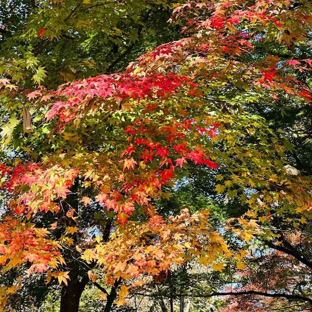 Autumn Foliage at Naejangsan National Park