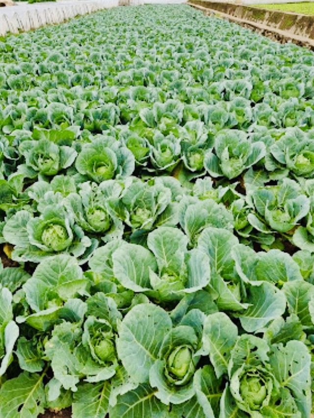 La Trinidad Strawberry Farm