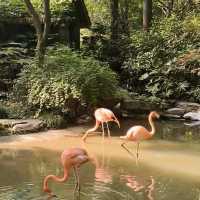 愛媛県立Tobe 動物園 🐼🌴與可愛動物的奇幻相遇