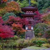原千寺 🏯🌿和諧日式庭院的靜謐🍃🌸