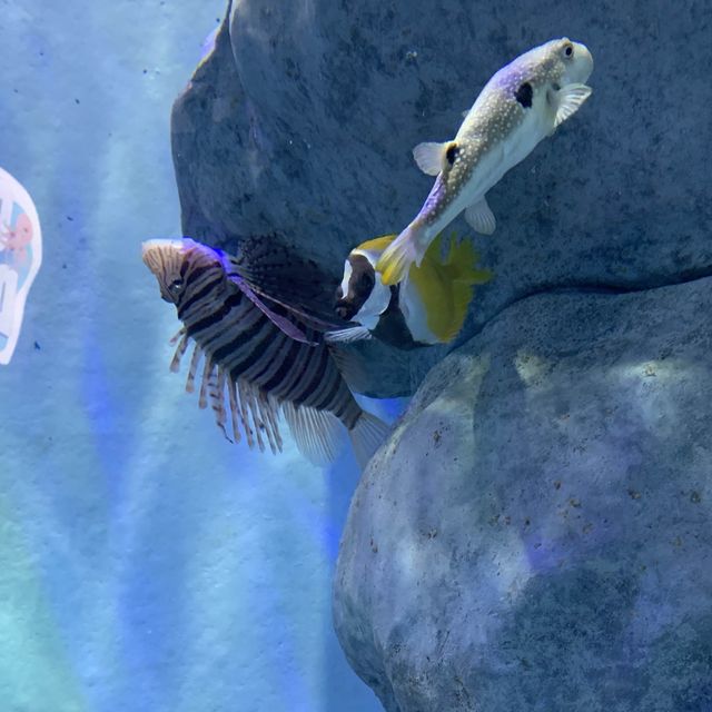 S.E.A. Aquarium, Singapore - Amazing