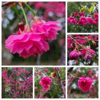 賞繡球花🌺樱花🥀@大埔海濱公園 