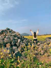 성산일출봉이 한 눈에 보이는 유채꽃 명소