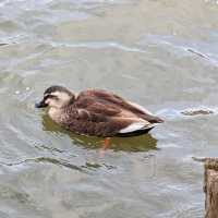 Blossoms, Ducks, Mount Iwate: Tale of Takematsu Pond