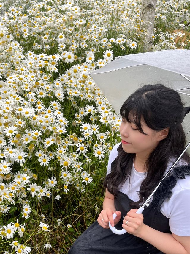 서울 근교 데이지꽃🌼 대표 명소 파주 카페 필무드