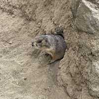 【動物全接觸】神戶動物王國🦚