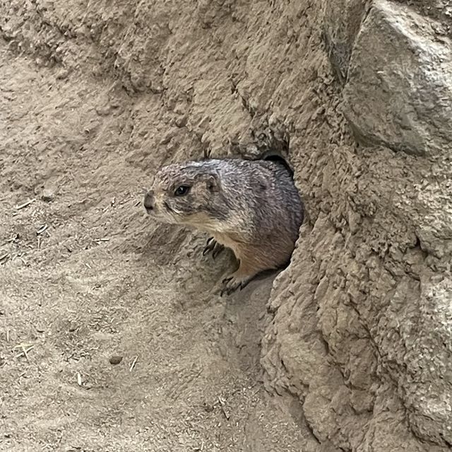 【動物全接觸】神戶動物王國🦚