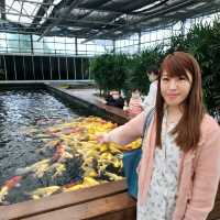 礁溪金車蘭花公園｜與動植物近距離親近🧡慵懶水豚君、愛抓癢大嘴鳥