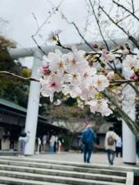 【安房神社/千葉県】日本三大金運神社