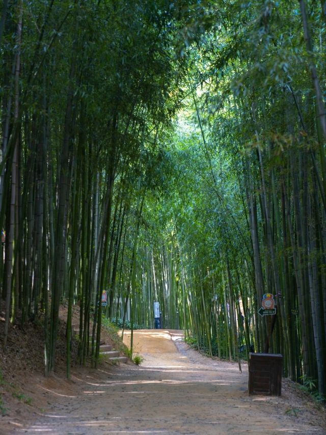 올 여름 죽녹원가야하는이유:)