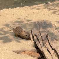泰國曼谷野生動物園