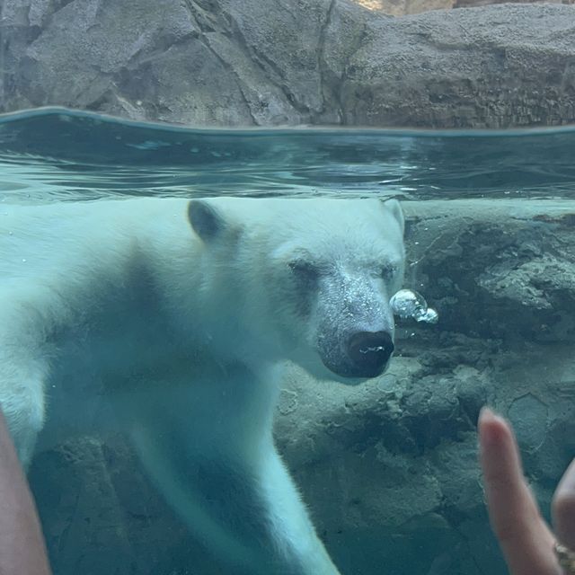 あさひやま動物園🐯
