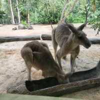 Best Zoo I visited - Singapore Zoo