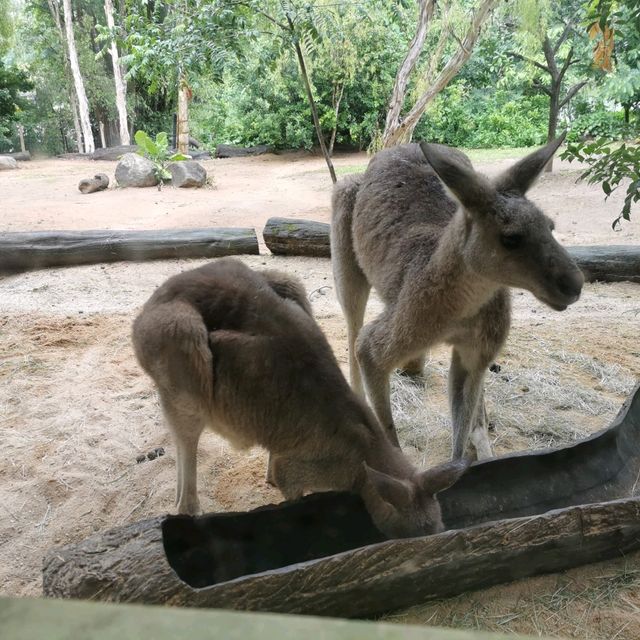 Best Zoo I visited - Singapore Zoo