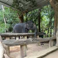 在大自然園區裡優哉游哉的大象 🐘