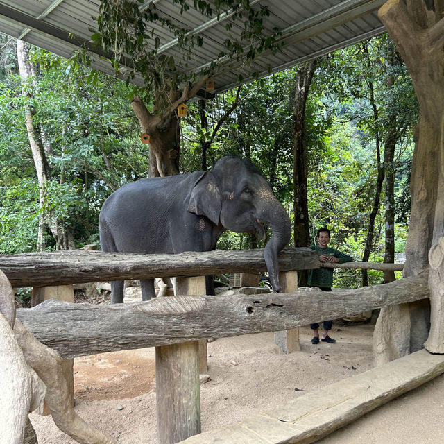 在大自然園區裡優哉游哉的大象 🐘