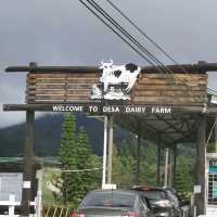 Desa Farm Kundasang, Sabah