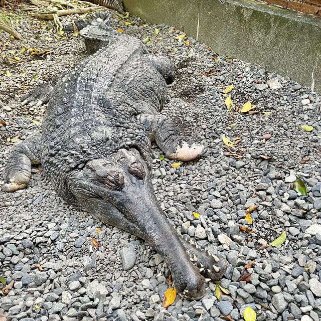 熱川バナナワニ園