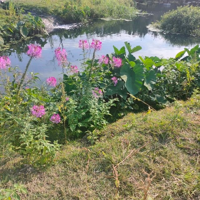 白天傍晚不同的美-雙溪濕地公園
