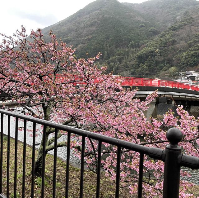 ซากุระบานเร็วที่ Kawazu นั่งรถไฟจากโตเกียว 3 ชม