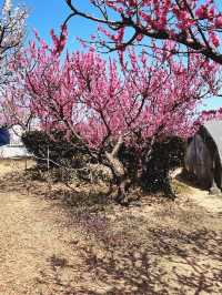 부산 기장 지금 꼭 가야할 매화성지 매화원🌸