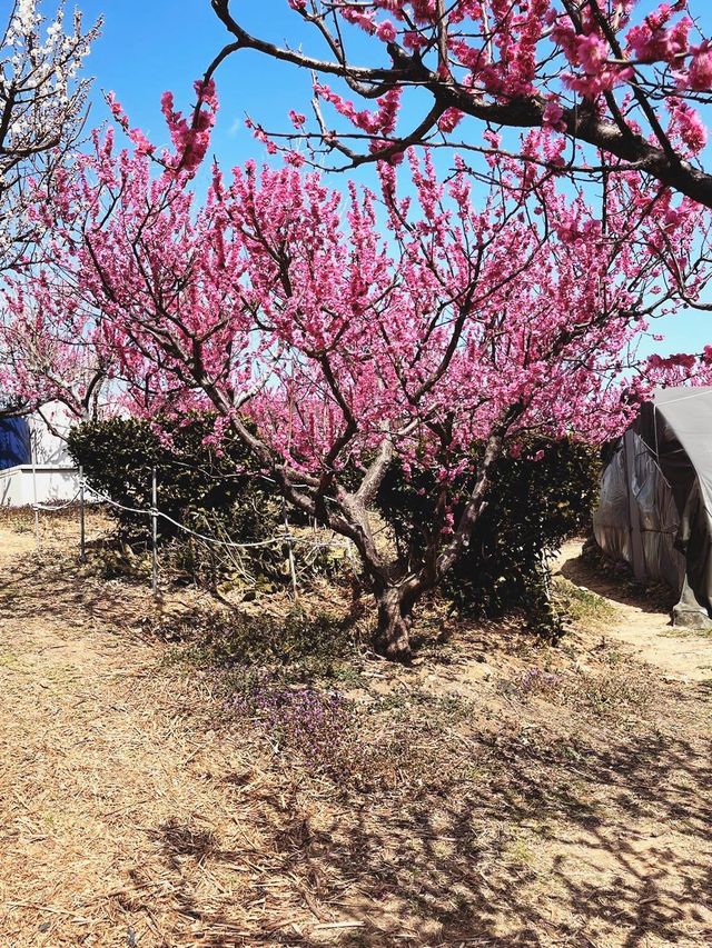 부산 기장 지금 꼭 가야할 매화성지 매화원🌸