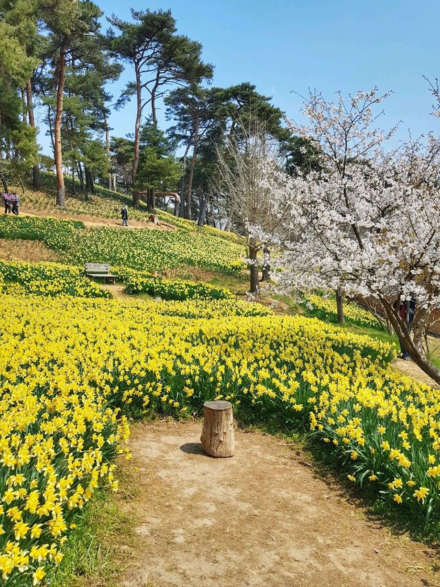 이제 곧 만개할 수선화천국💛서산 유기방가옥