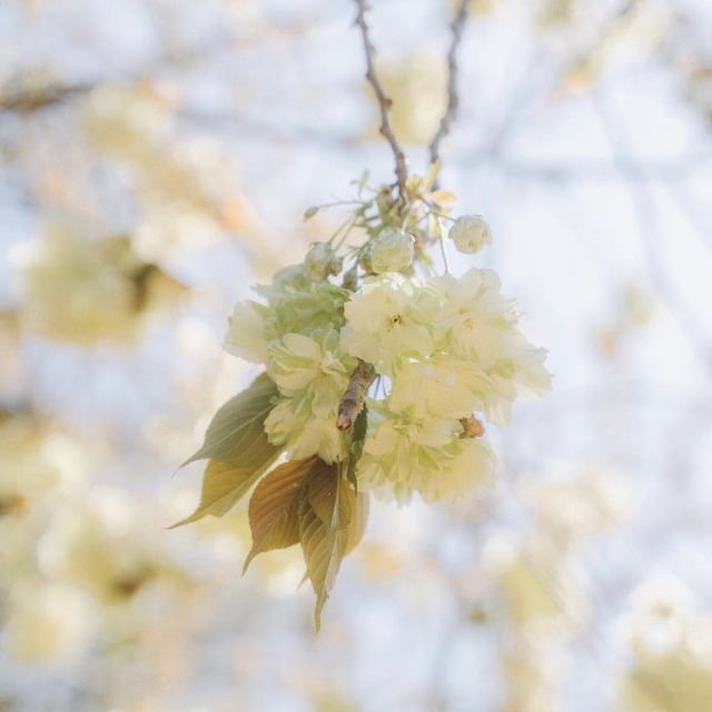 겹벚꽃 + 청벚꽃 같이 볼 수 있는 서산 개심사