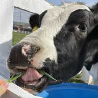 【千葉】可愛い動物と触れ合えるマザー牧場🐄