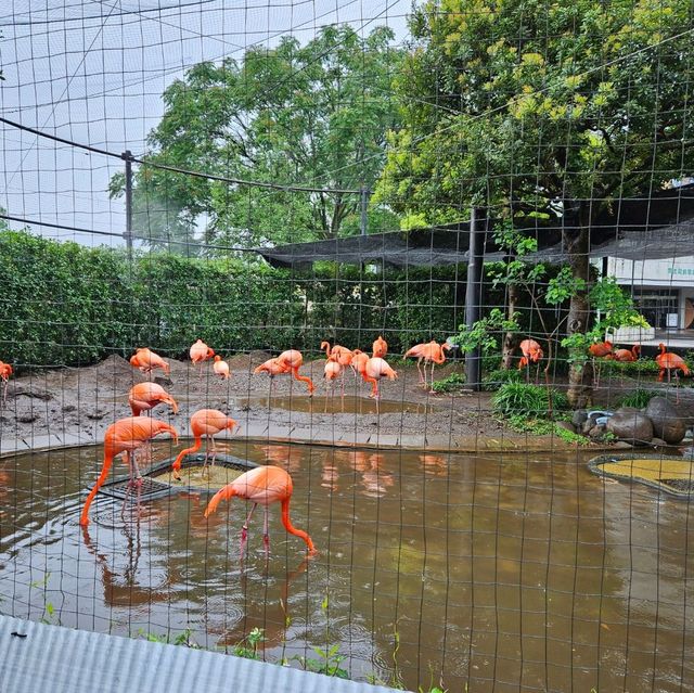 上野動物園～可愛熊貓包