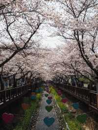 首爾出發😚鎮海市一日旅遊🥹3-4月必去賞櫻☺️