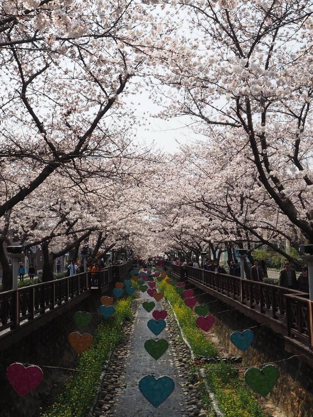 首爾出發😚鎮海市一日旅遊🥹3-4月必去賞櫻☺️