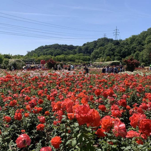 장미가 활짝 피어나는 5월, 울산 장미축제