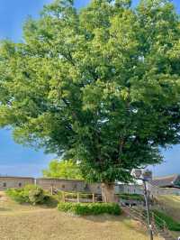 수원 데이트코스 나무와 돌담길🌳🪨 장안문! 🥰