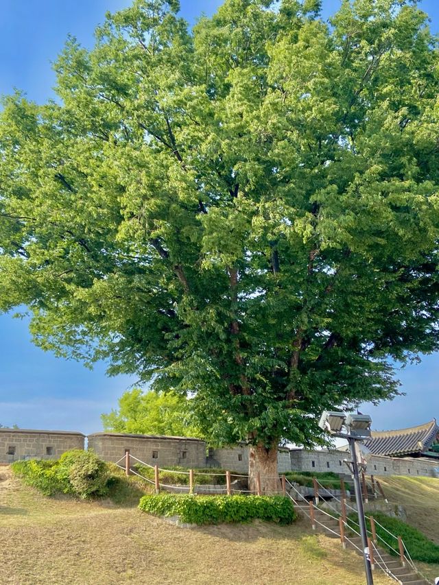 수원 데이트코스 나무와 돌담길🌳🪨 장안문! 🥰