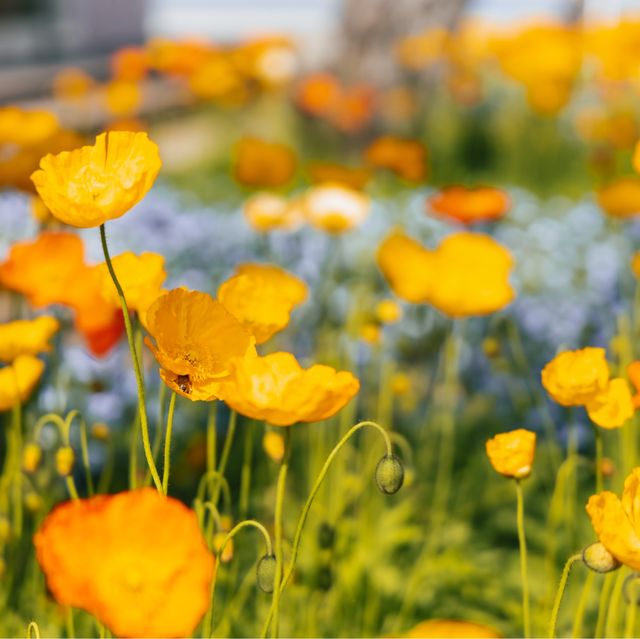 Fascinating Fukuoka: A Colorful Journey of Flowers and Food