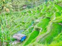 Ceking Rice Terrace 