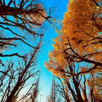 Do you like autumn? 🍁