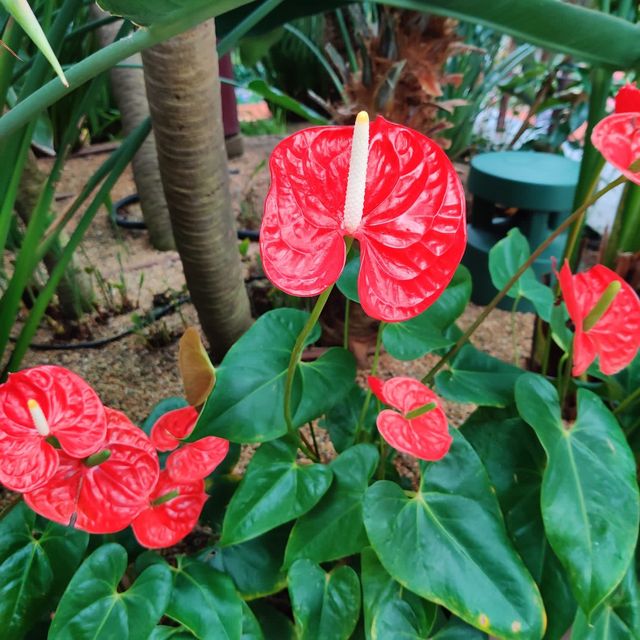 Flower Dome @Singapore