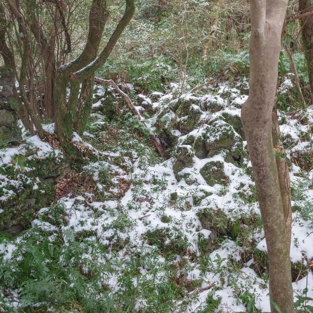 겨울의 환상숲에서 눈의 전부를