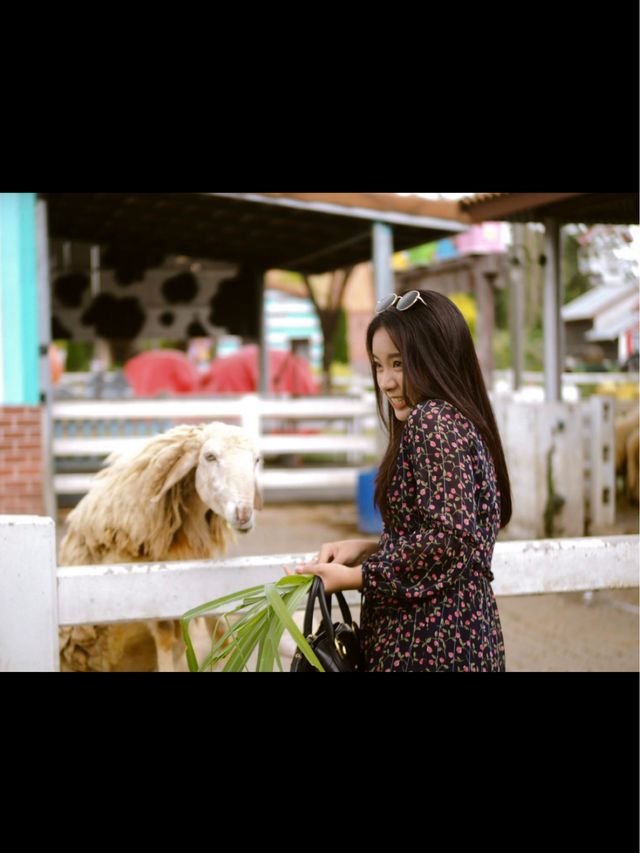 ฟาร์มแกะ | พัทยา