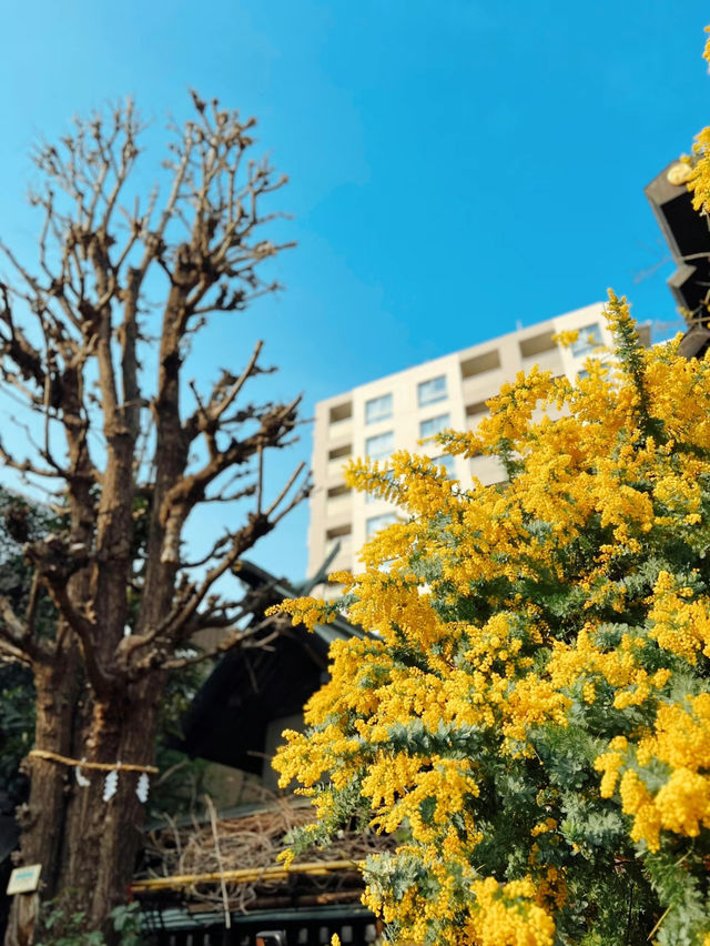 【東京】桜とミモザのコラボ🌸もふもふに癒されたい人集まれー!!