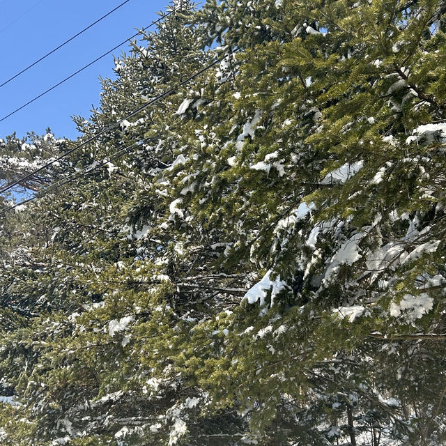 삿포로 느낌 가득한 강원도 삼양 라운드힐 ❄️