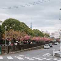 【東京】スカイツリー×桜🌸が撮れる穴場スポット📷´-