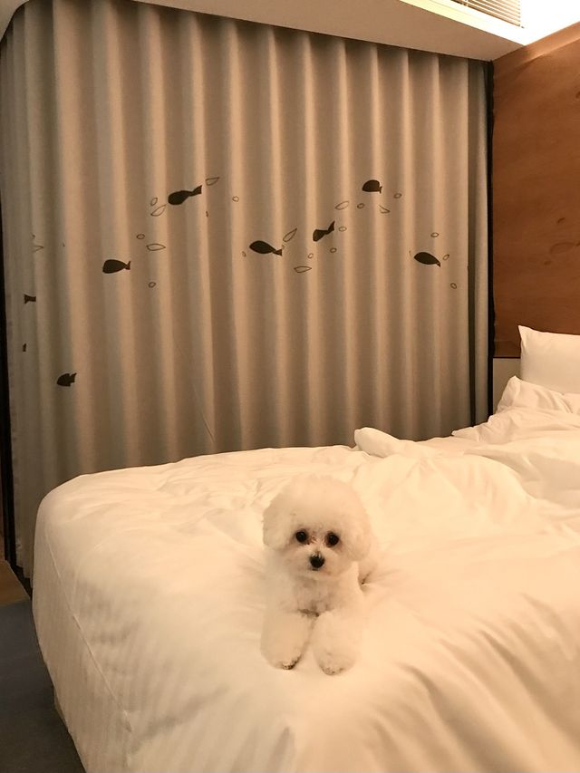 令人感到賓至如歸的寵物友善酒店-香港海洋公園萬豪酒店